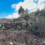 2 Fincas in Boca Tauce